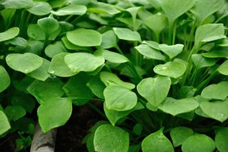 Bunter Portulak-Quinoa-Salat