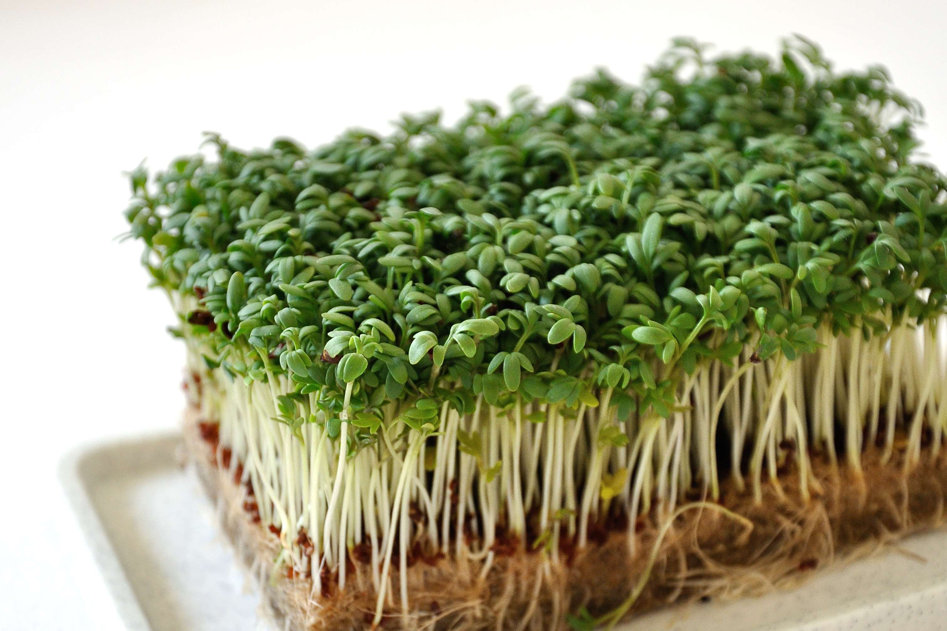 Kräuter, Kresse im Schälchen | Kräuter im Topf | Salate, Kräuter, Pilze ...
