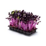 Kräuter, Rettichkresse rot