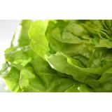 Salat, Kopfsalat grün