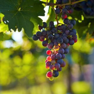 Weingut Lorenz