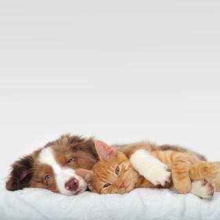 Tierfutter
