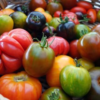 TomatenZeit