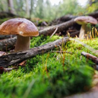 Wild für Weihnachten