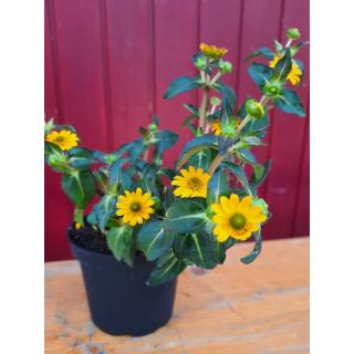 Geschenkgutschein Käseladen Mainz 10€