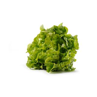 Salat Eichblatt, grün