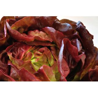 Salat Eichblatt, rot