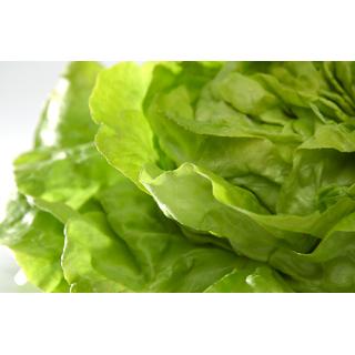 Salat Kopfsalat, grün