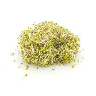 Sprossen, Broccolisprossen samenfest 70g