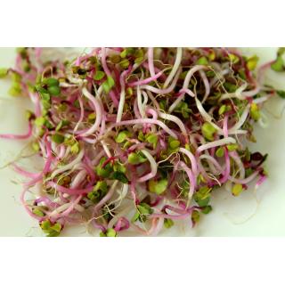 Sprossen, Radiechensprossen samenfest 100g