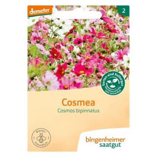 Saatgut  Cosmea Blumen