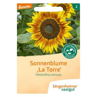 -Saatgut-  Sonnenblume La Torre