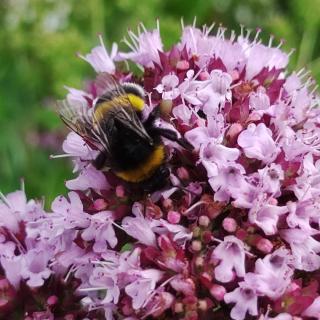 25 m² Insekten-Blühfläche