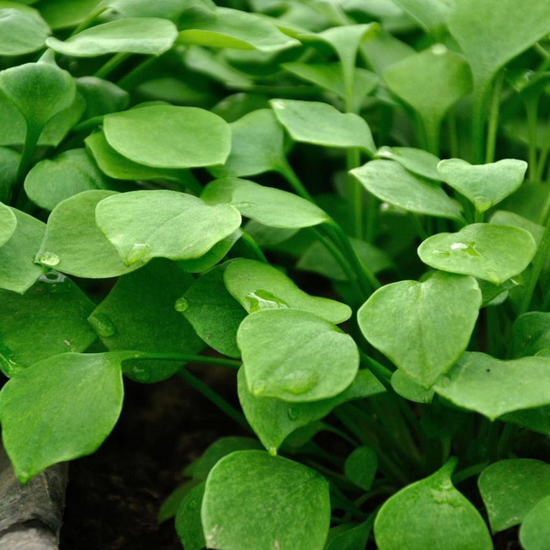 Bunter Portulak-Quinoa-Salat