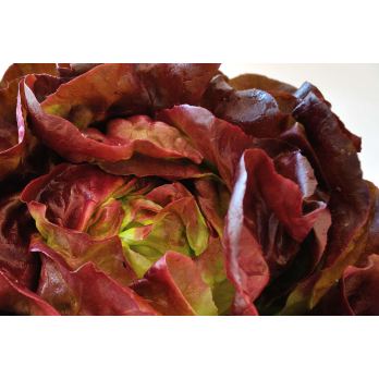 Salat Eichblatt, rot