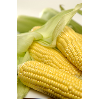 Zuckermais, 2 Stück, vakuum verpackt