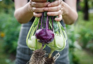 Kohlrabischnitzel mit Möhren-Pastinaken-Püree