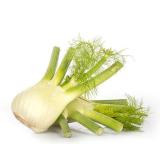 Fenchel