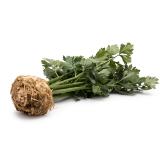 Kleine Sellerieknolle mit Grün