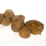 Kartoffeln 12,5kg, vorwiegend festkochend