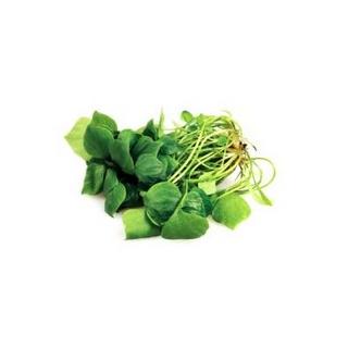 Salat, Postelein