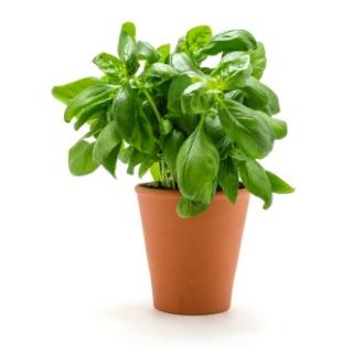 Topfkräuter, Basilikum im Topf