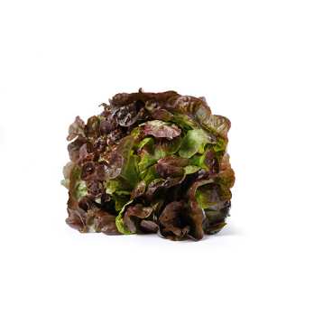 Salat, Batavia rot